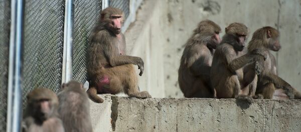 Обезьяны. Архивное фото - Sputnik Кыргызстан
