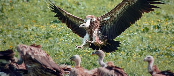Фотографии грифов в КР Ивана Турковского - Sputnik Кыргызстан