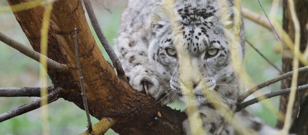 Снежный барс в Кыргызском реабилитационном центре для диких животных - Sputnik Кыргызстан