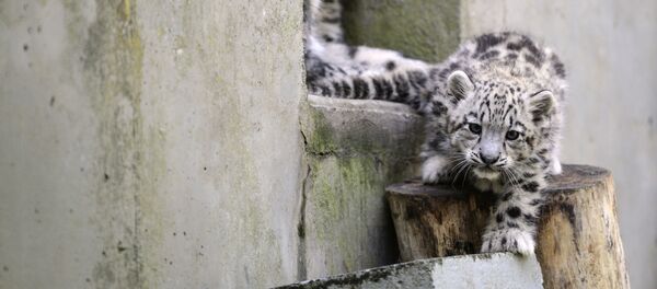 Детеныш снежного барса. Архивное фото - Sputnik Кыргызстан