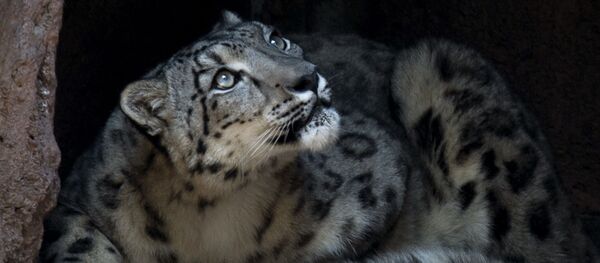 Зоопарк Чапультепек в Мехико, Мексика - Sputnik Кыргызстан