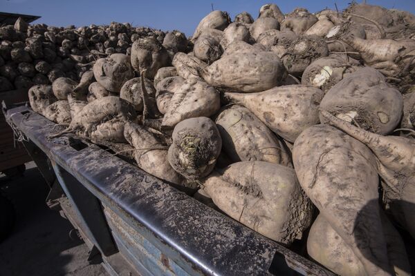 Бензин подешевеет на 3-5 сомов, но надо переделывать моторы? Все о биоэтаноле - Sputnik Кыргызстан