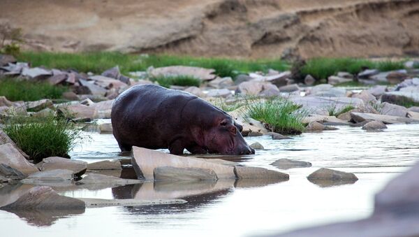 Бегемот пьет воду на речке. Архивное фото - Sputnik Кыргызстан