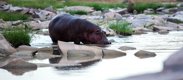 Бегемот пьет воду на речке. Архивное фото - Sputnik Кыргызстан