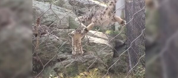 Барс подпрыгнул от страха, увидев котенка. Забавное видео - Sputnik Кыргызстан