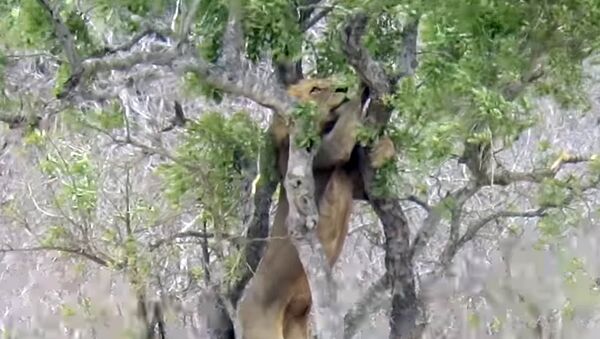 Ну и наглость! Лев взобрался на дерево за леопардом, чтобы отобрать добычу. Видео - Sputnik Кыргызстан