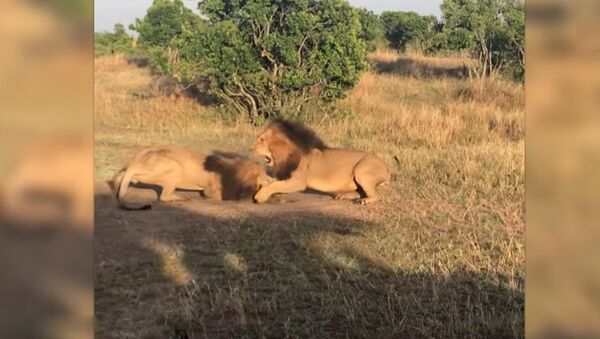 Два льва сошлись в ожесточенной схватке, не поделив самку, — видео из Кении - Sputnik Кыргызстан