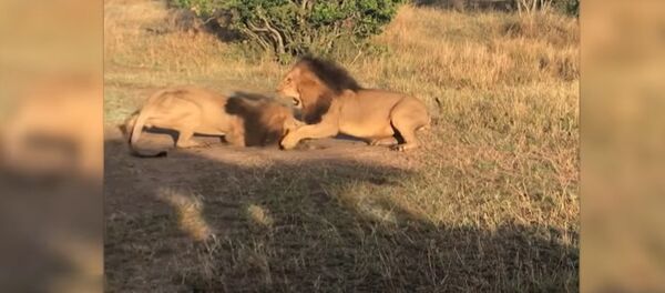 Два льва сошлись в ожесточенной схватке, не поделив самку, — видео из Кении - Sputnik Кыргызстан