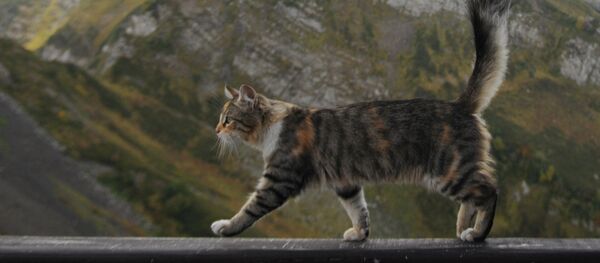 Мышык. Архив Мышык. Архив - Sputnik Кыргызстан