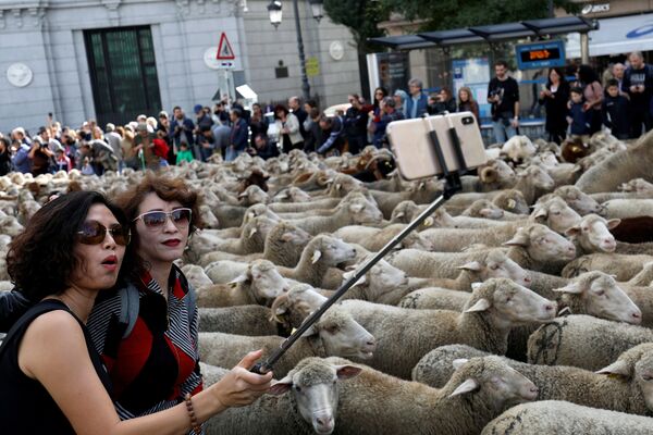 Ежегодный парад овец в Мадриде - Sputnik Кыргызстан