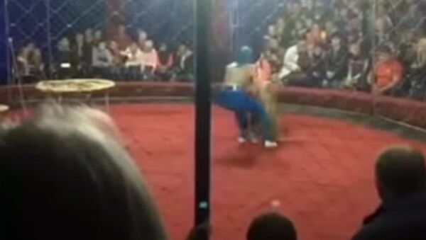 Львица схватила девочку во время представления в цирке Краснодара. Видео - Sputnik Кыргызстан