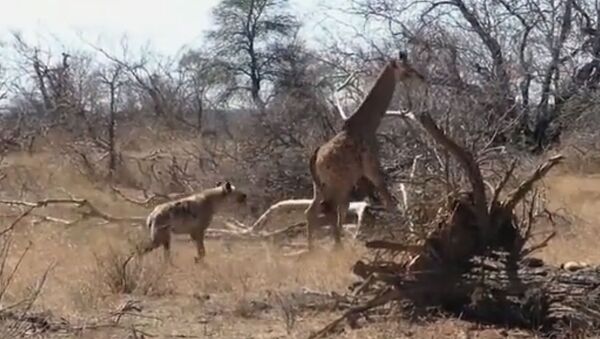 Как жираф спас от гиен детеныша, волочившего сломанную ногу. Видео - Sputnik Кыргызстан