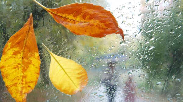 Листья на стекле автомобиля. Архивное фото - Sputnik Кыргызстан