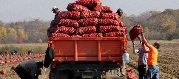 Фермеры собирают урожай картофеля. Архивное фото - Sputnik Кыргызстан