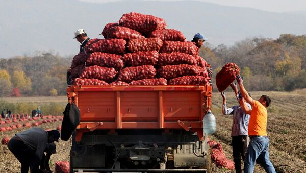 Фермеры собирают урожай картофеля. Архивное фото - Sputnik Кыргызстан