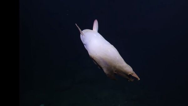 Необычный ушастый осьминог попал на видео у побережья США - Sputnik Кыргызстан