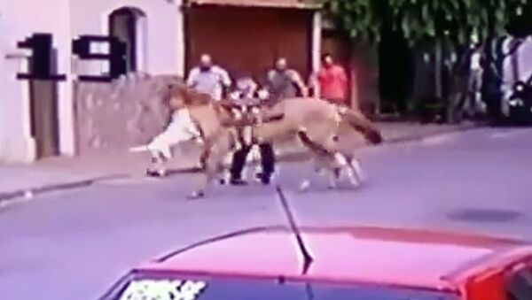 Питбули внезапно напали на лошадь, но получили жесткий отпор. Видео - Sputnik Кыргызстан
