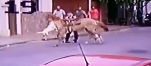 Питбули внезапно напали на лошадь, но получили жесткий отпор. Видео - Sputnik Кыргызстан