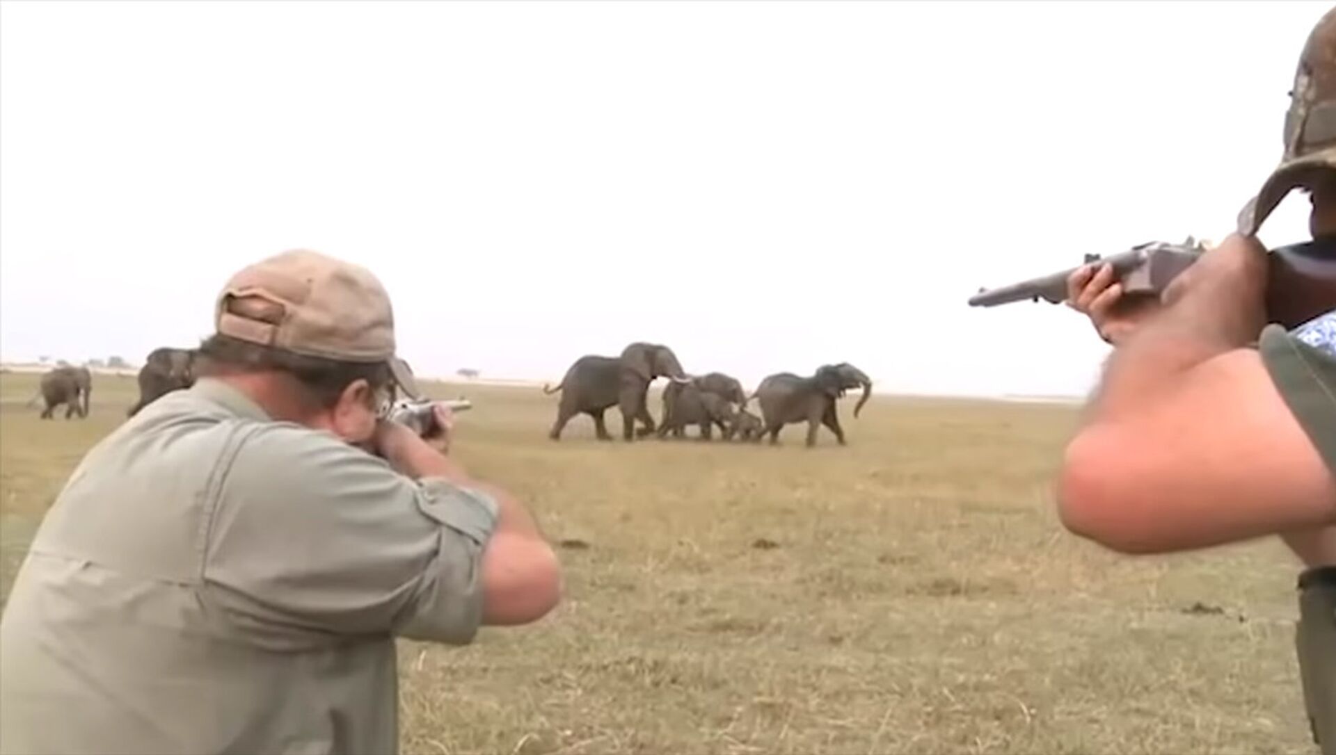 Слониху застрелили много.
