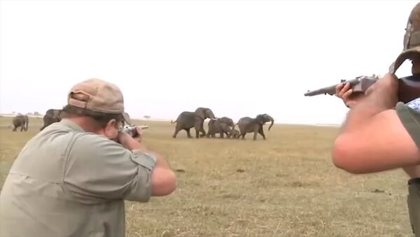 Охотники едва не стали жертвами слонов, застрелив одного из них. Видео - Sputnik Кыргызстан