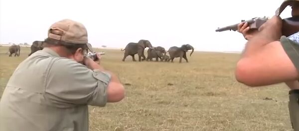 Охотники едва не стали жертвами слонов, застрелив одного из них. Видео - Sputnik Кыргызстан