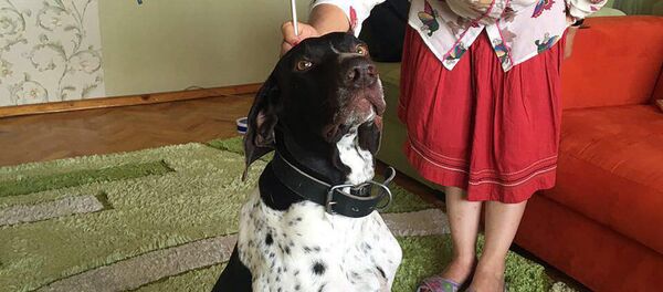 Суд над убийство собаки в Бишкеке - Sputnik Кыргызстан