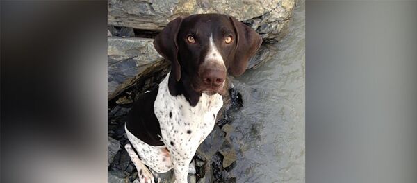 Впервые в Кыргызстане начался суд по краже и убийству собаки. Видео - Sputnik Кыргызстан