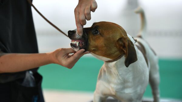 Собака породы терьер. Архивное фото - Sputnik Кыргызстан