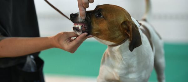 Терьер пародасындагы ит. Архив - Sputnik Кыргызстан