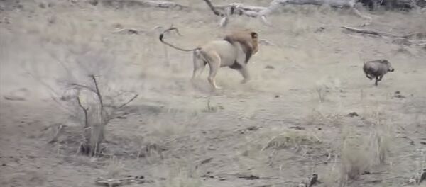 Жадность довела — лев оставил самок без еды, вмешавшись в их охоту. Видео - Sputnik Кыргызстан