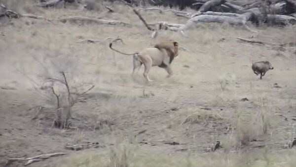 Жадность довела — лев оставил самок без еды, вмешавшись в их охоту. Видео - Sputnik Кыргызстан