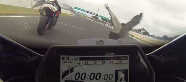 Птицы врезались в мотогонщиков, ехавших со скоростью 183 км/ч, — видео - Sputnik Кыргызстан