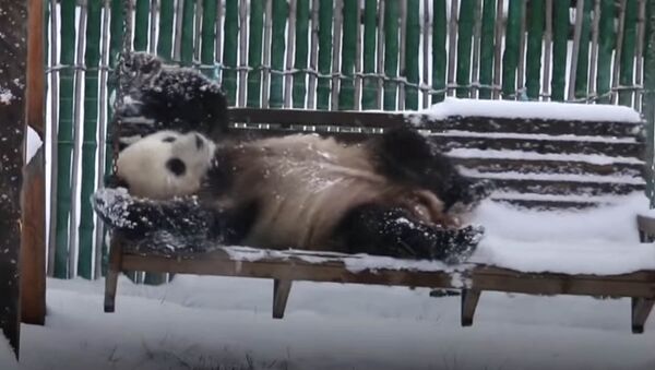 Баладай сүйүнүптүр! Тоголонуп, топ ойногон панданын видеосу - Sputnik Кыргызстан