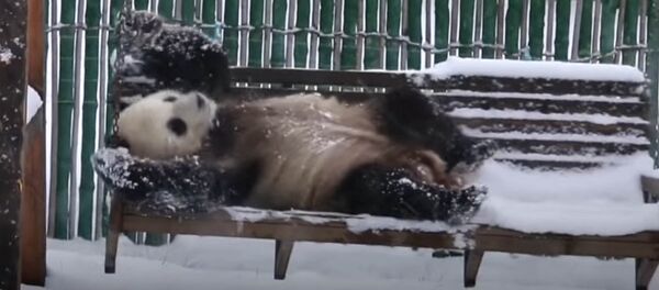 Баладай сүйүнүптүр! Тоголонуп, топ ойногон панданын видеосу - Sputnik Кыргызстан