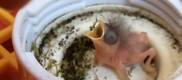 Настоящее чудо сотворил нидерландец, нашедший крохотное яйцо, — видео - Sputnik Кыргызстан