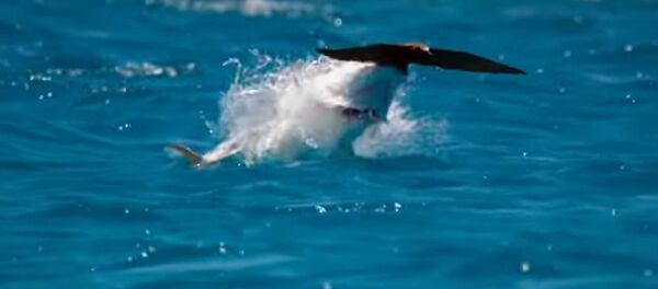 Укмуш аңчылар го! Канаттуулардын айласын кетирген балыктардын видеосу - Sputnik Кыргызстан