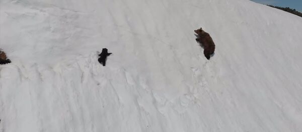 Медвежонок едва не сорвался с горы, взбираясь по крутому склону к маме — видео - Sputnik Кыргызстан