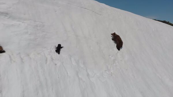 Медвежонок едва не сорвался с горы, взбираясь по крутому склону к маме — видео - Sputnik Кыргызстан
