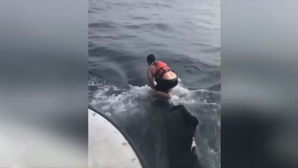 Храбрый рыбак прыгнул на спину горбатого кита и спас его из ловушки — видео - Sputnik Кыргызстан