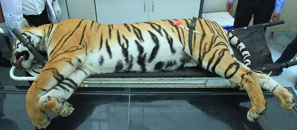 Туша тигрицы-людоеда Т-1, убитая в индийском селе Борати штата Махараштра. 3 ноября 2018 года Туша тигрицы-людоеда Т-1, убитая в индийском селе Борати штата Махараштра. 3 ноября 2018 года - Sputnik Кыргызстан