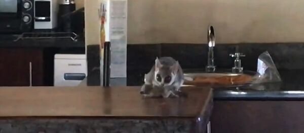 Упало с потолка — мужчина нашел в доме крохотное существо. Видео из ЮАР - Sputnik Кыргызстан