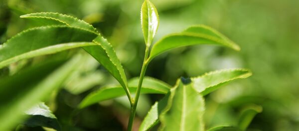 Чай жалбырактары. Архив - Sputnik Кыргызстан