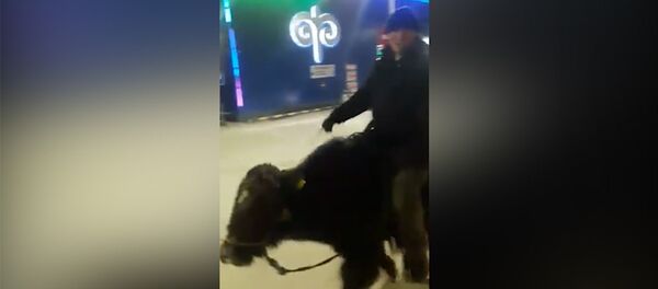 Мужчину верхом на яке сняли на видео возле Панорамы - Sputnik Кыргызстан