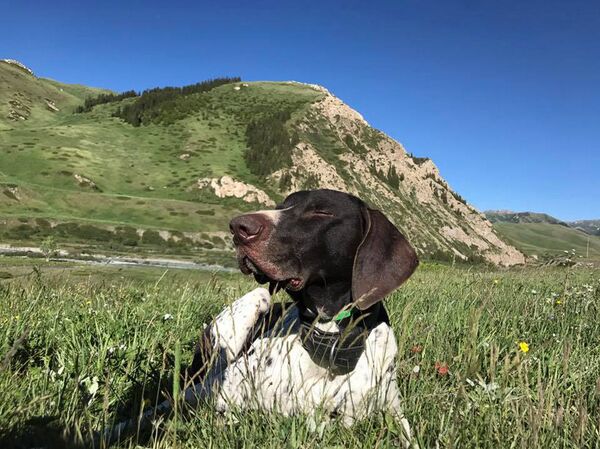 Суд над убийством собаки в Бишкеке  - Sputnik Кыргызстан