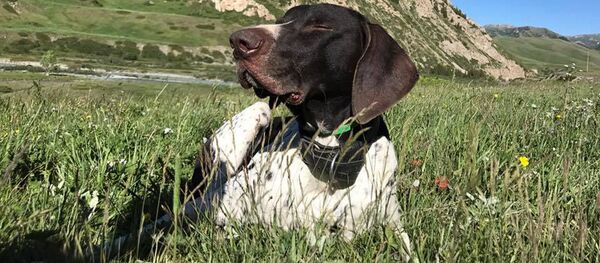 Суд над убийством собаки в Бишкеке - Sputnik Кыргызстан