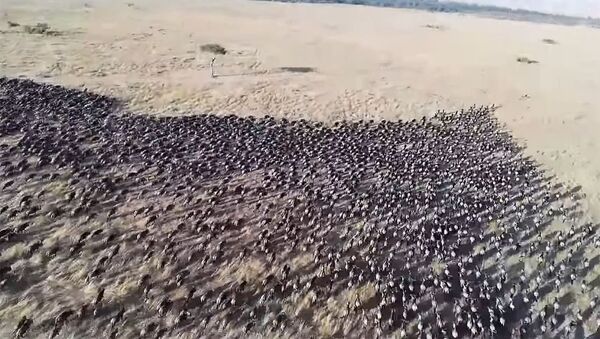 Бегство испуганного гигантского стада антилоп от воздушного шара — видео - Sputnik Кыргызстан