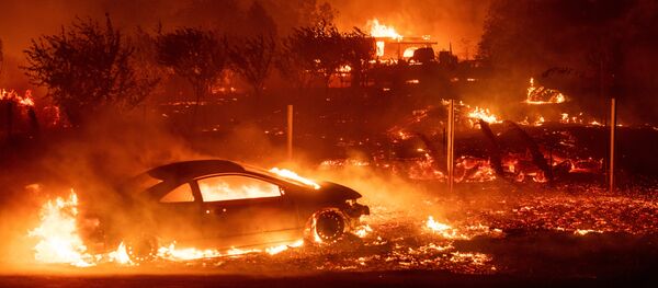 Лесной пожар. Архивное фото - Sputnik Кыргызстан