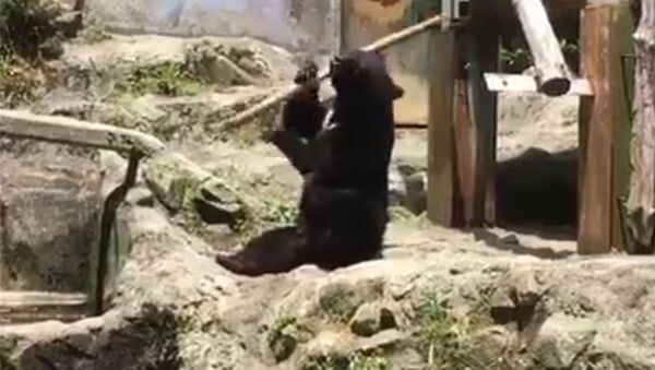 Медведь крутит палкой, как мастер кунг-фу, — смешное видео - Sputnik Кыргызстан