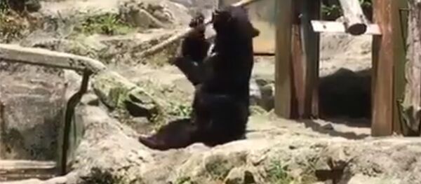 Медведь крутит палкой, как мастер кунг-фу, — смешное видео - Sputnik Кыргызстан