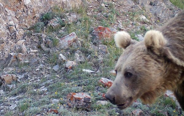 Медведь - Sputnik Кыргызстан